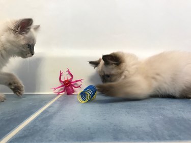 Two Ragdoll Kittens Playing with Toys