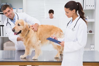 Veterinarian coworker examining a dog