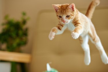 Jumping ginger kitten