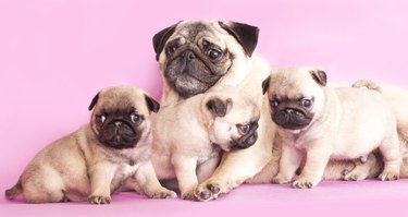 Puppies and mom of thoroughbred dog breed pug