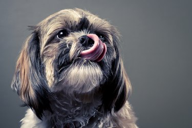 can shih tzu dogs eat cheese