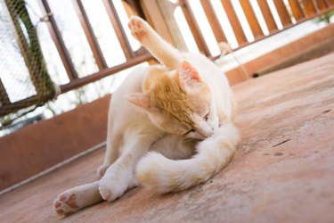 Playful silly cute pet Cat grooming butt