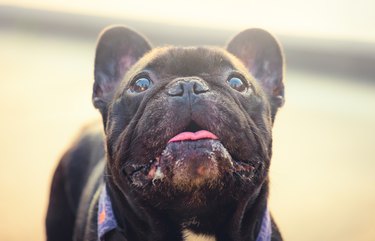 portrait of a cute french bulldog with sunlight
