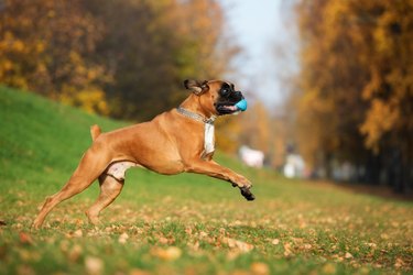 German boxer dog playing outdoors with a ball