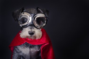 dog in goggles and red cape