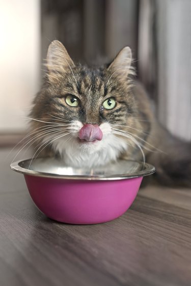 tabby tat sitting next to a food bowl, placed on the floor and sticking out tongue