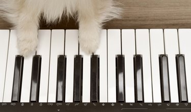 Dog playing the piano,wood background. Dog paws on the piano. Top view two dog paws on midi piano compact wireless keyboard mixer plays melody.