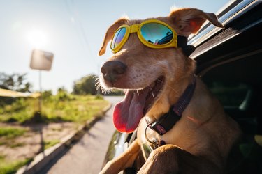 Dog enjoying a car ride