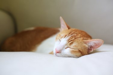 sleepy cat on couch