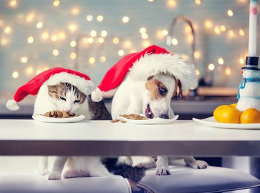 Dog and cat in christmas hat eating food
