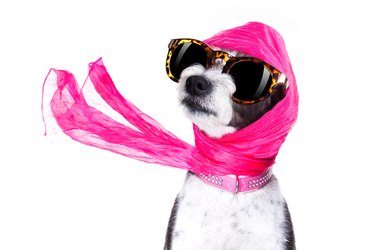 diva chic dog wearing sunglasses and a pink head scarf