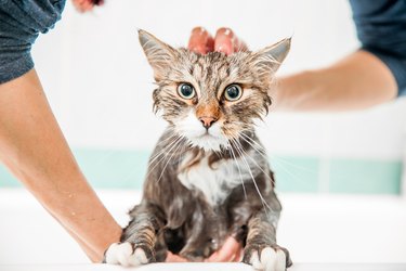 Adult Woman Washing Siberian Cat in Bathtub