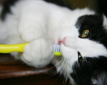 Kitten Brushing Her Teeth with Yellow Toothbrush