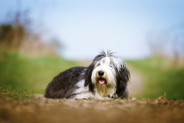 beautiful fun Bearded Collie dog Old English Sheepdog puppy rela