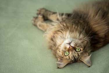 Sweet, upside-down Maine Coon cat looks curiously at camera