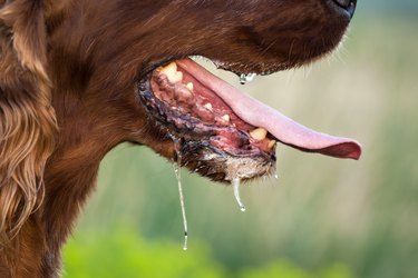 Dog shop eats foam