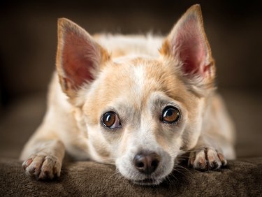 Chihuahua with head down