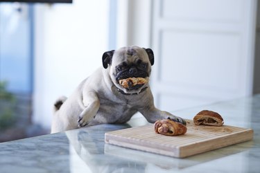 Puck dog stealing pastry from dinner table in kitchen