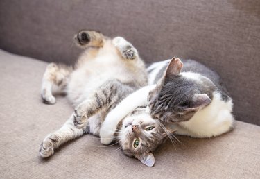 Two cats playing on the couch