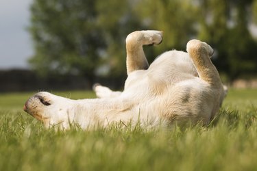 Dog rolling in grass