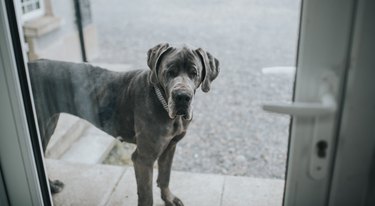 Great Dane looking in