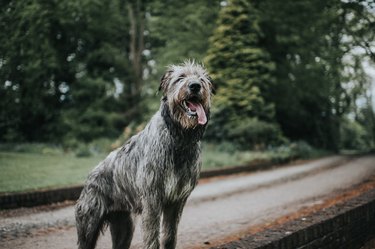 Beautiful One Year old Irish Wolfhound