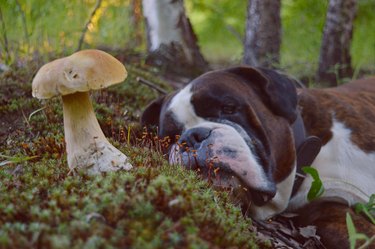 Mushroom season: boletus edulis