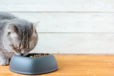 Cat eating pet food