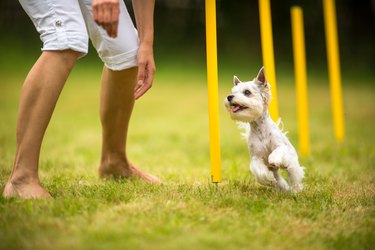 Small white dog doing an agility drill with their owner