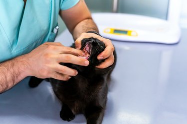 Chocolate black Scottish fold cat is swallowing parasite pill with food at animal hospital with veterinarian