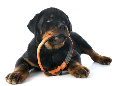 Black and tan Rottweiler puppy holding collar in its mouth