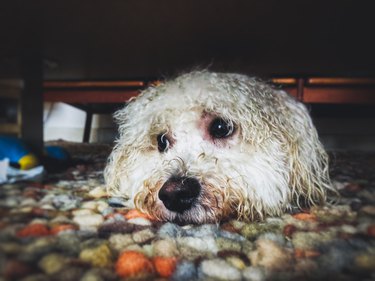 Wet White Dog Hiding Indoors