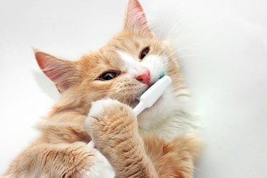 Red Cat and toothbrush