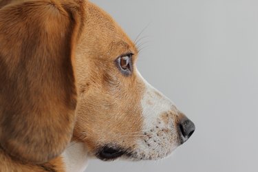 Profile shot of beagle dog