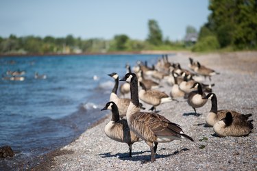 Geese Standing on the Beach