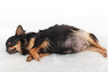 Chihuahua dog laying on its side with a large belly