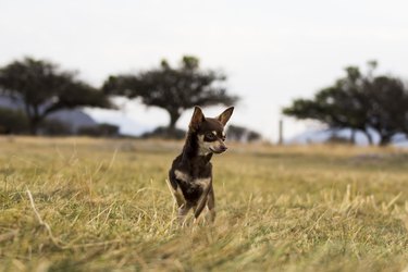 Bacha the Chihuahua