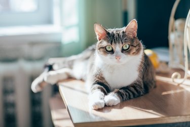 Portrait of beautiful tabby cat in sun rays