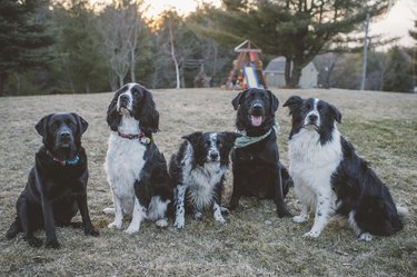 Five dogs sitting in a row, outdoors