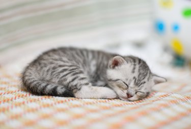 Lovely kitten with gray-white hair sleeping on sofa