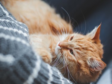 Cute ginger cat dozing on woman arms. Smiling woman in grey knitted sweater stroking her fluffy pet. Cozy home.