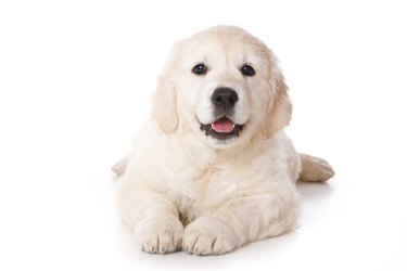 Golden retriever puppy in a "sploot"