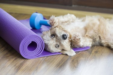 dog resting on yoga mat next to weights