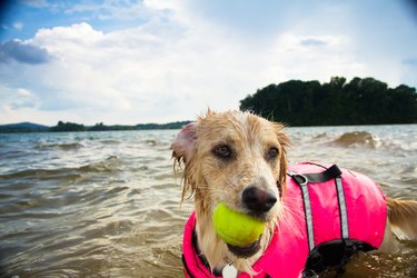 Dog playing with tennis ball in lake wearing life jacket