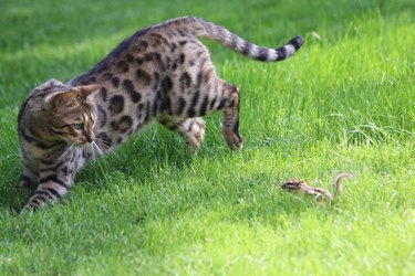 Bengal Cat Playing With Chipmunk