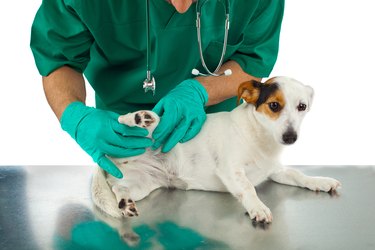 Veterinarian examines the dog's hip