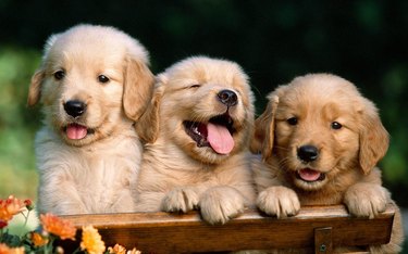 Portrait Of Golden Retriever Puppies On Bench