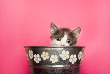 Beauty baby cat sticking out retro flower pot on pink background