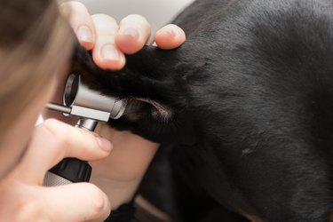 Veterinarian examines the ear of a friendly dog with an otoscope