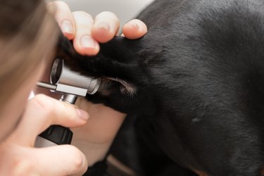 how do you treat a hematoma in a dogs ear